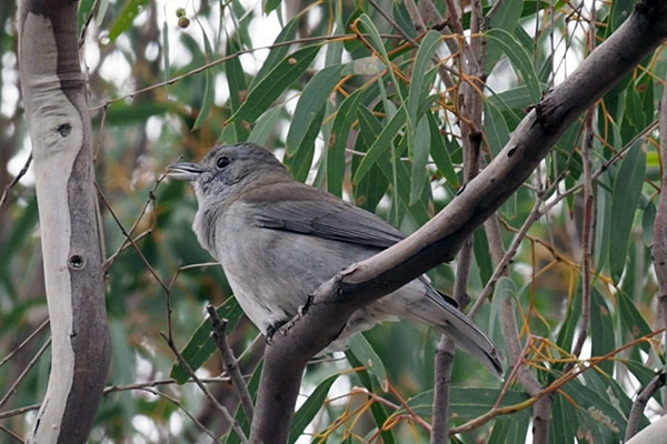 Grey Shrike Thrush