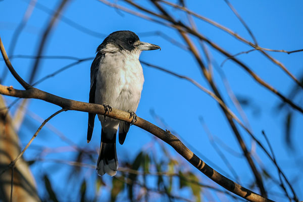 Grey Butcherbird