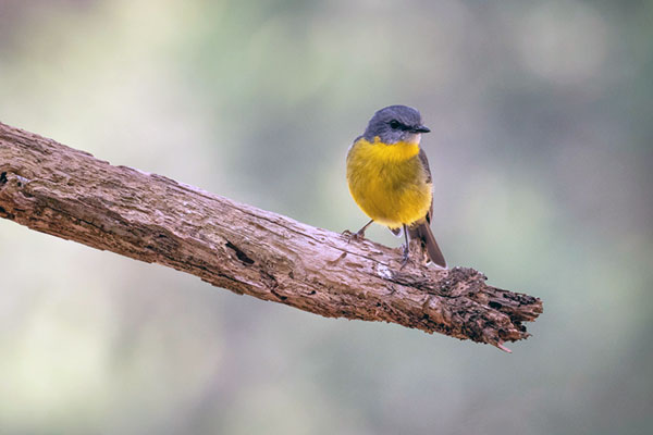 Yellow Robin